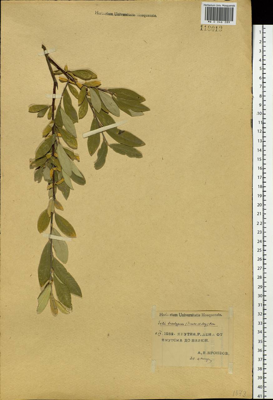 Salix brachypoda (Trautv. & C.A. Mey.) Kom., Siberia, Yakutia (S5) (Russia)