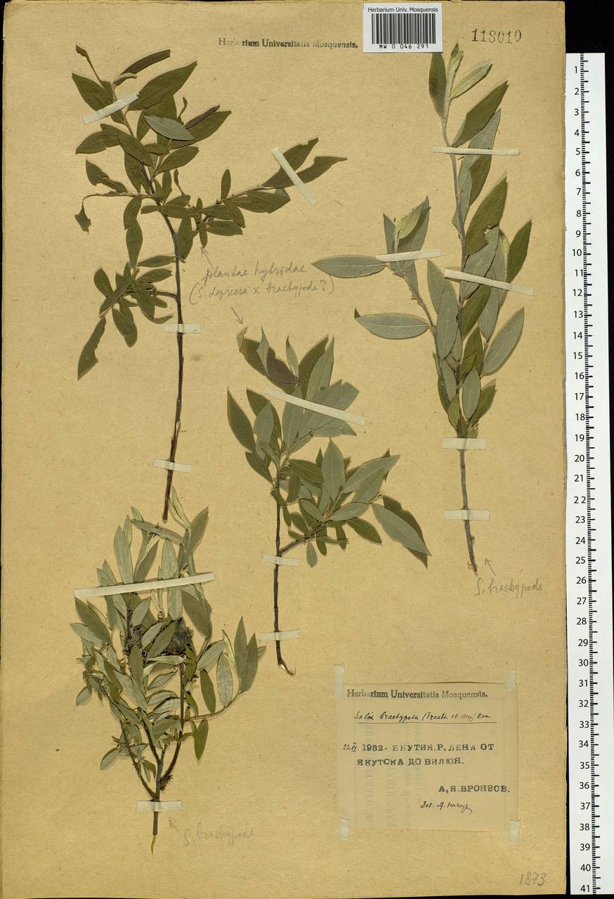 Salix brachypoda (Trautv. & C.A. Mey.) Kom., Siberia, Yakutia (S5) (Russia)