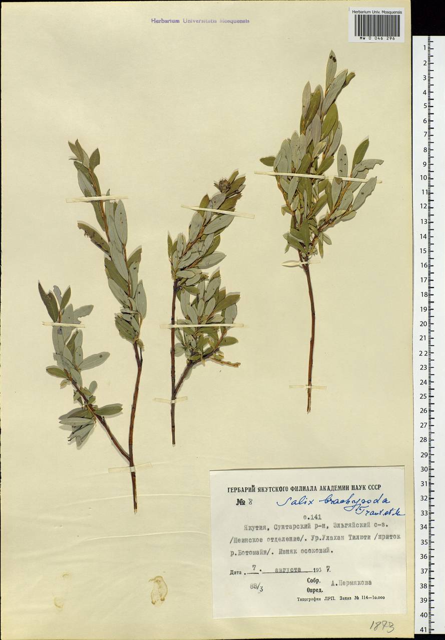 Salix brachypoda (Trautv. & C.A. Mey.) Kom., Siberia, Yakutia (S5) (Russia)