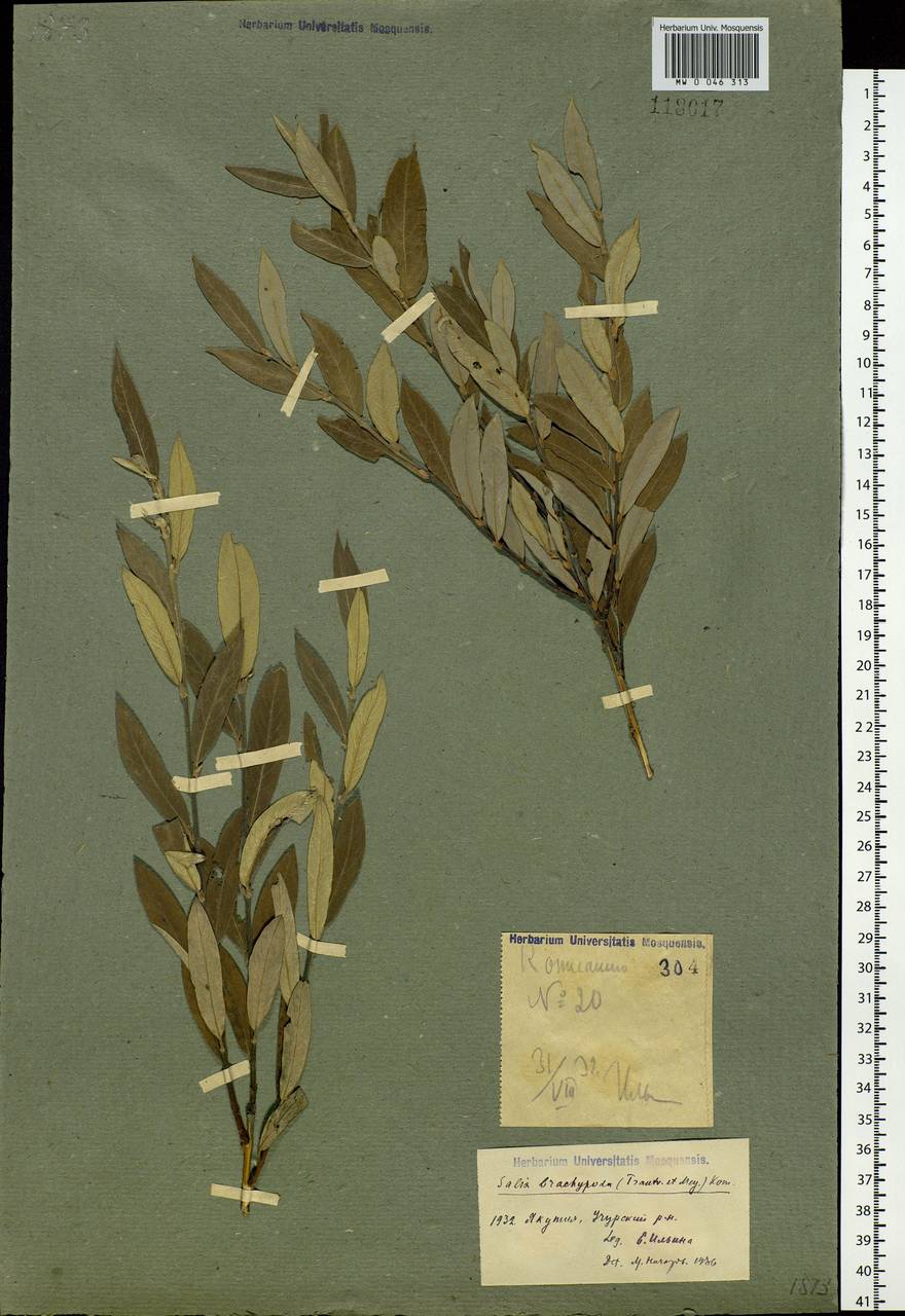 Salix brachypoda (Trautv. & C. A. Mey.) Kom., Siberia, Yakutia (S5) (Russia)