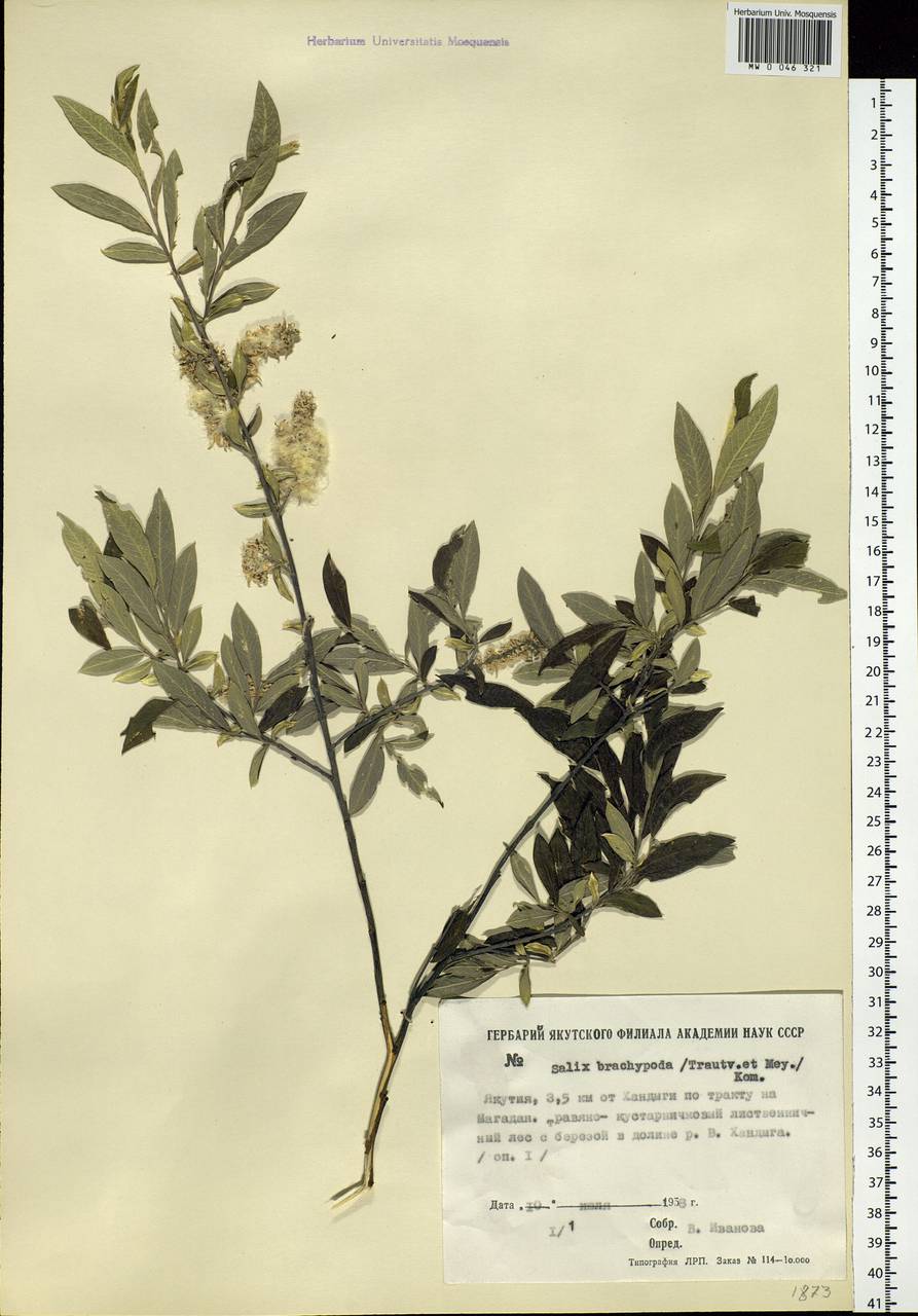 Salix brachypoda (Trautv. & C.A. Mey.) Kom., Siberia, Yakutia (S5) (Russia)