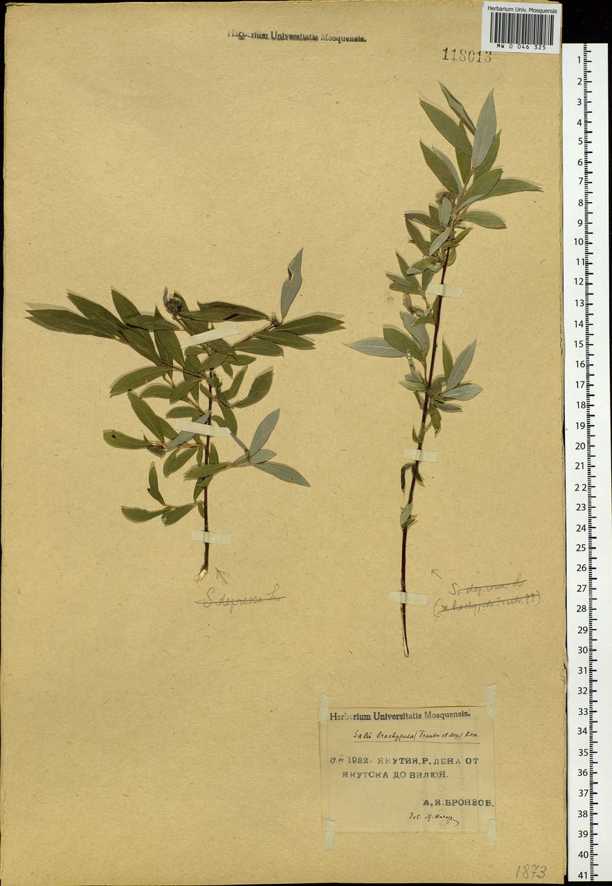 Salix brachypoda (Trautv. & C.A. Mey.) Kom., Siberia, Yakutia (S5) (Russia)