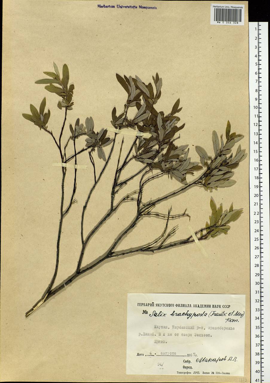 Salix brachypoda (Trautv. & C.A. Mey.) Kom., Siberia, Yakutia (S5) (Russia)