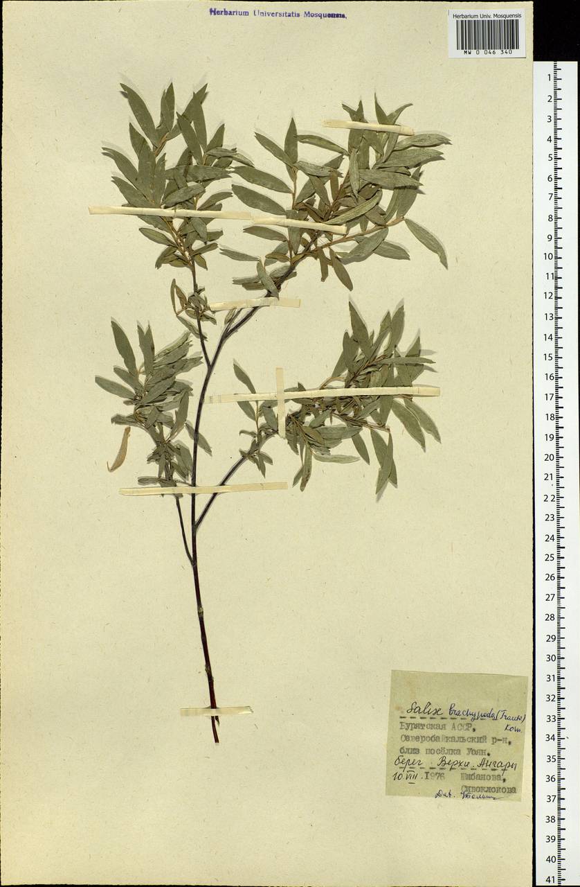 Salix brachypoda (Trautv. & C. A. Mey.) Kom., Siberia, Baikal & Transbaikal region (S4) (Russia)