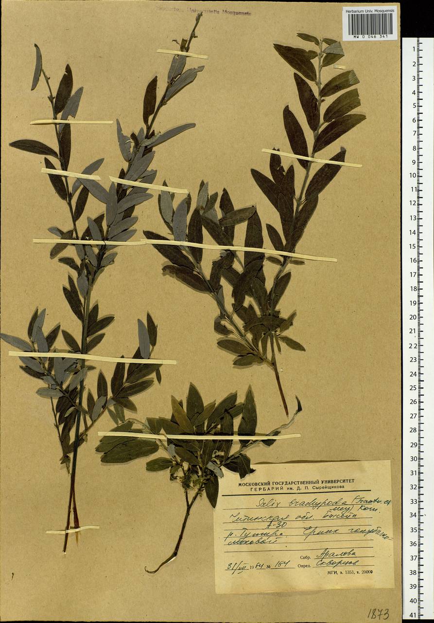 Salix brachypoda (Trautv. & C.A. Mey.) Kom., Siberia, Baikal & Transbaikal region (S4) (Russia)