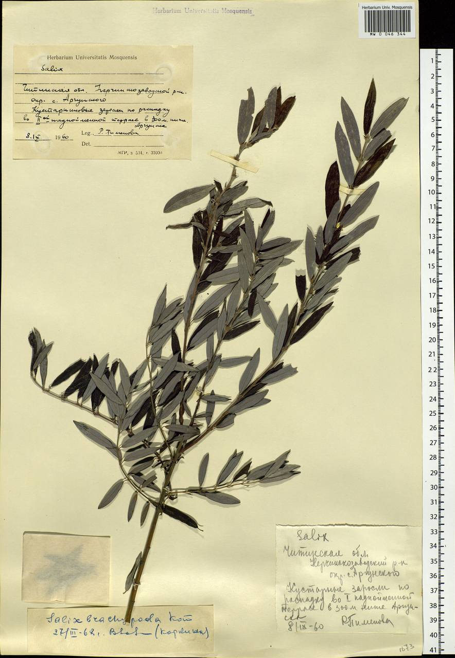 Salix brachypoda (Trautv. & C.A. Mey.) Kom., Siberia, Baikal & Transbaikal region (S4) (Russia)