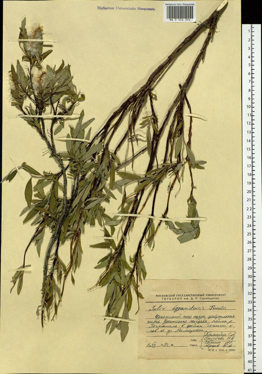 Salix boganidensis Trautv., Siberia, Chukotka & Kamchatka (S7) (Russia)