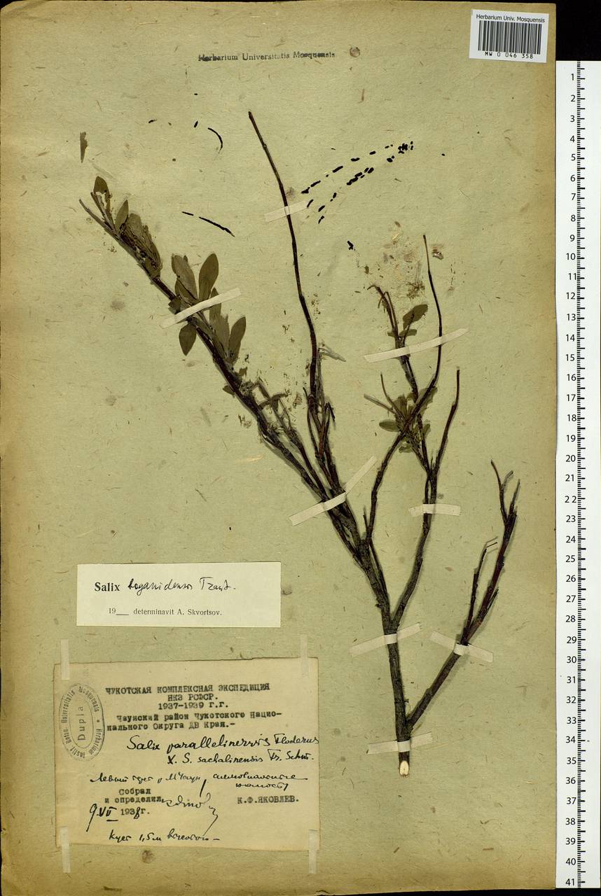 Salix boganidensis Trautv., Siberia, Chukotka & Kamchatka (S7) (Russia)