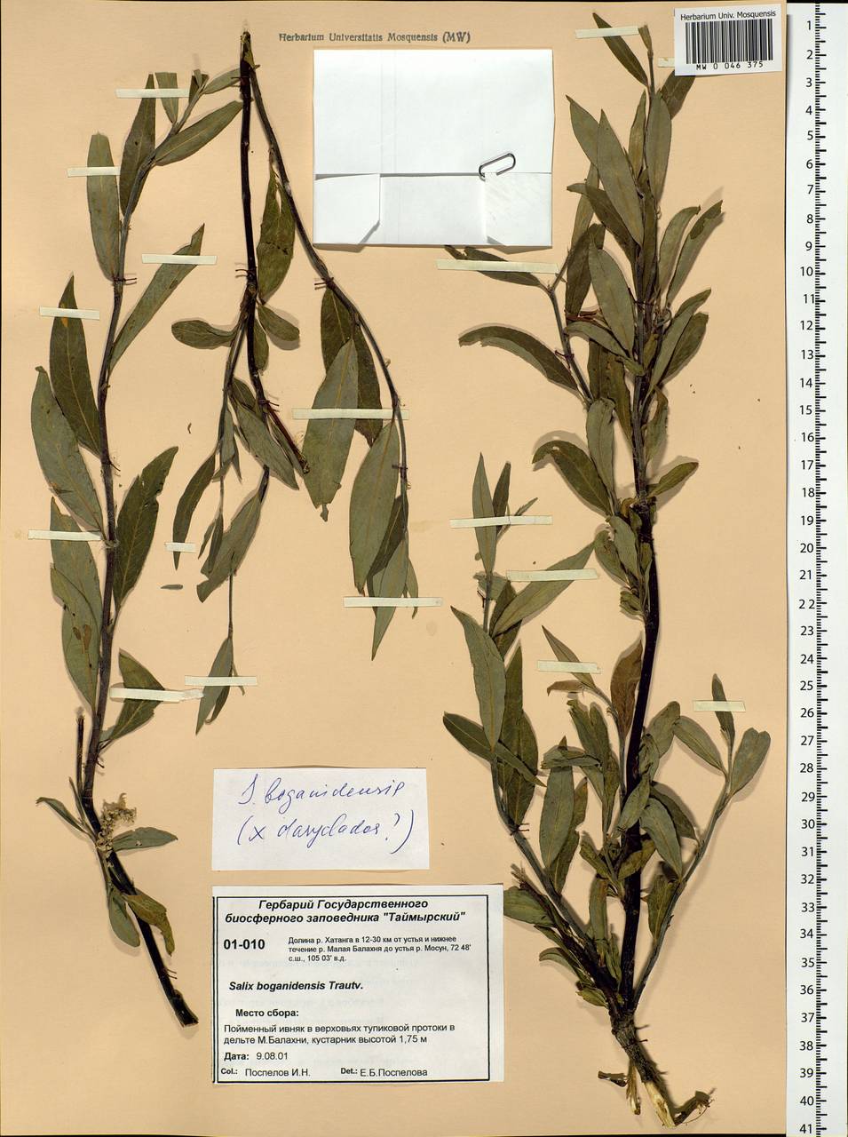 Salix boganidensis Trautv., Siberia, Central Siberia (S3) (Russia)
