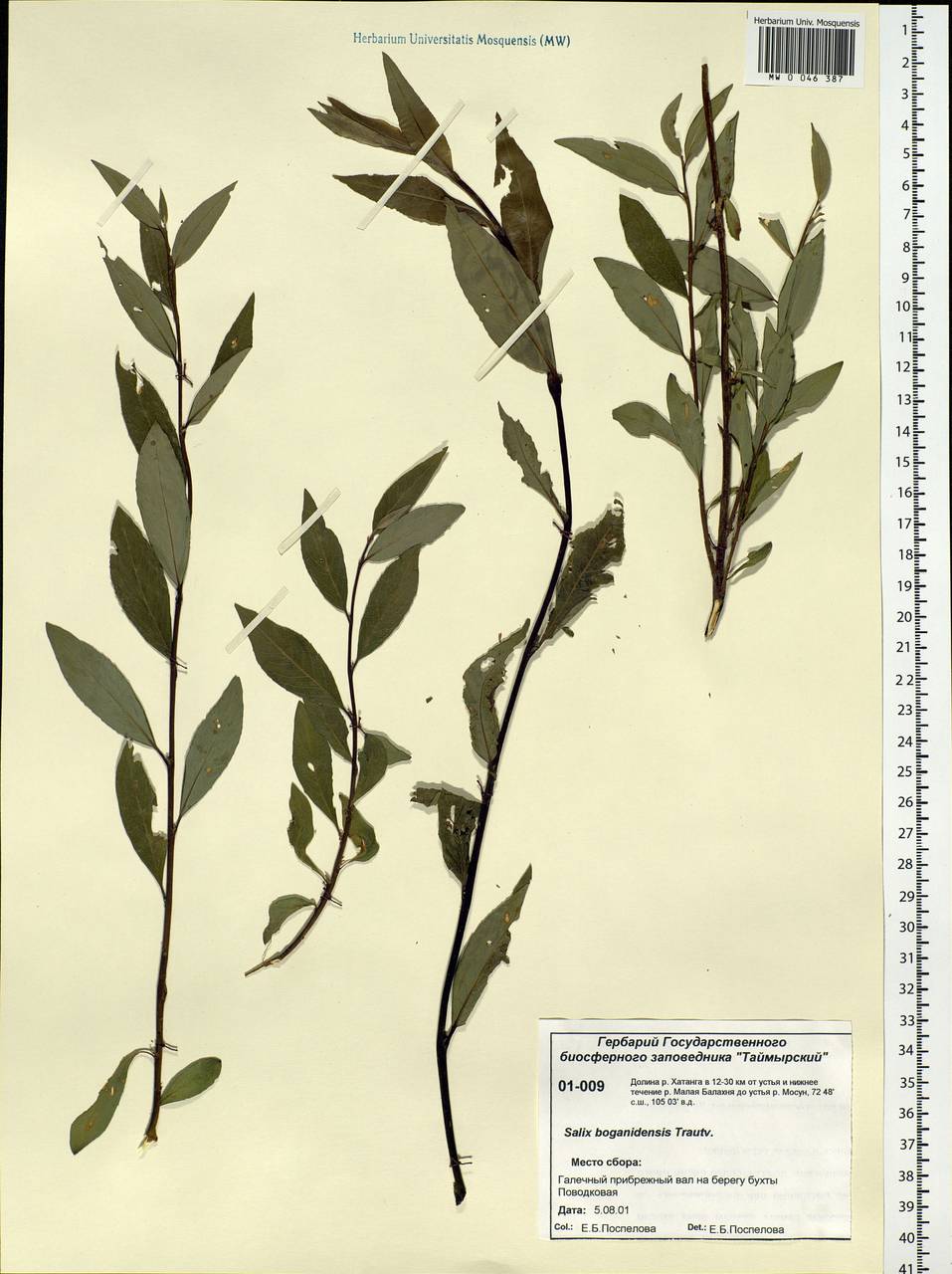 Salix boganidensis Trautv., Siberia, Central Siberia (S3) (Russia)