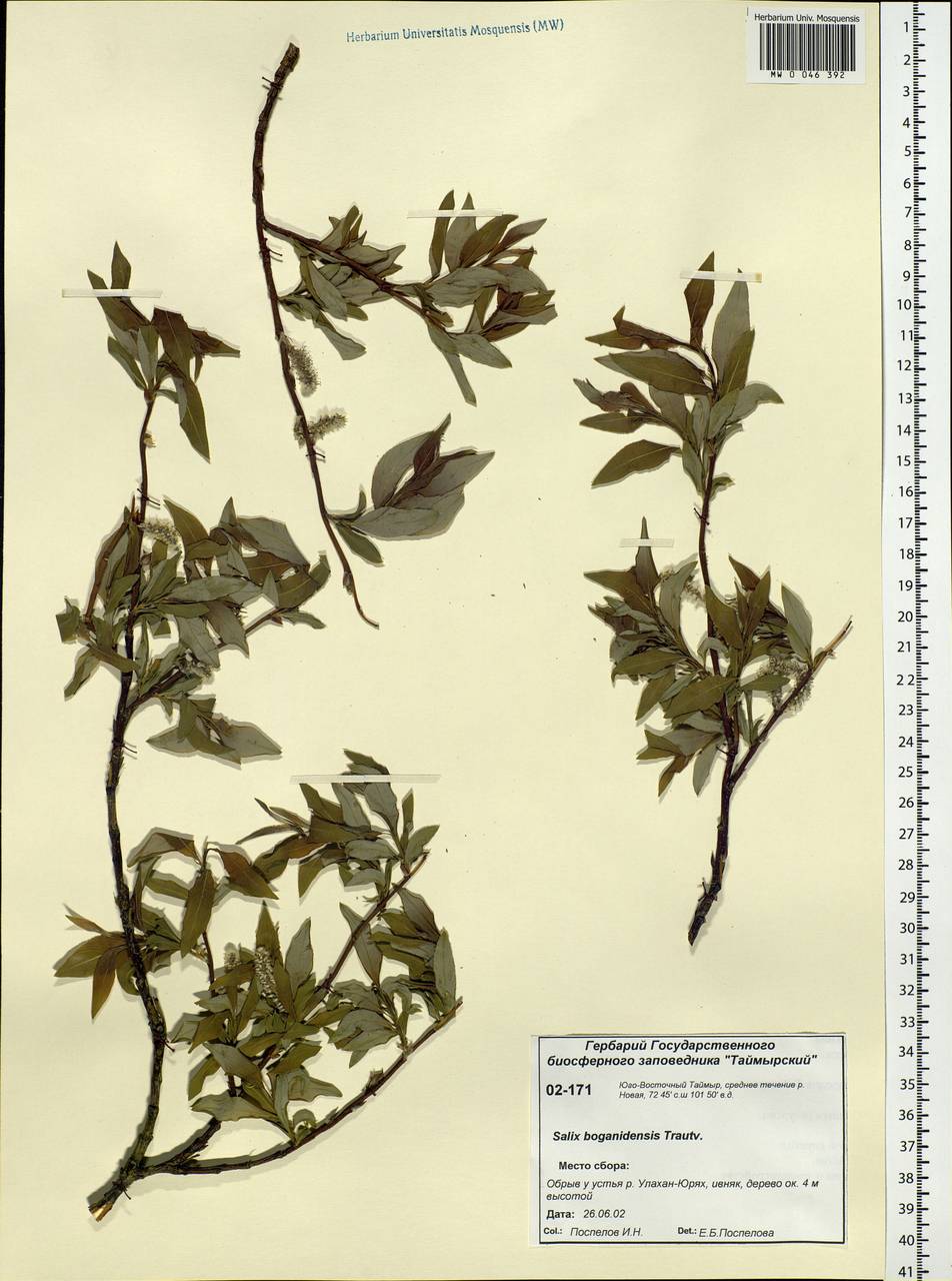 Salix boganidensis Trautv., Siberia, Central Siberia (S3) (Russia)