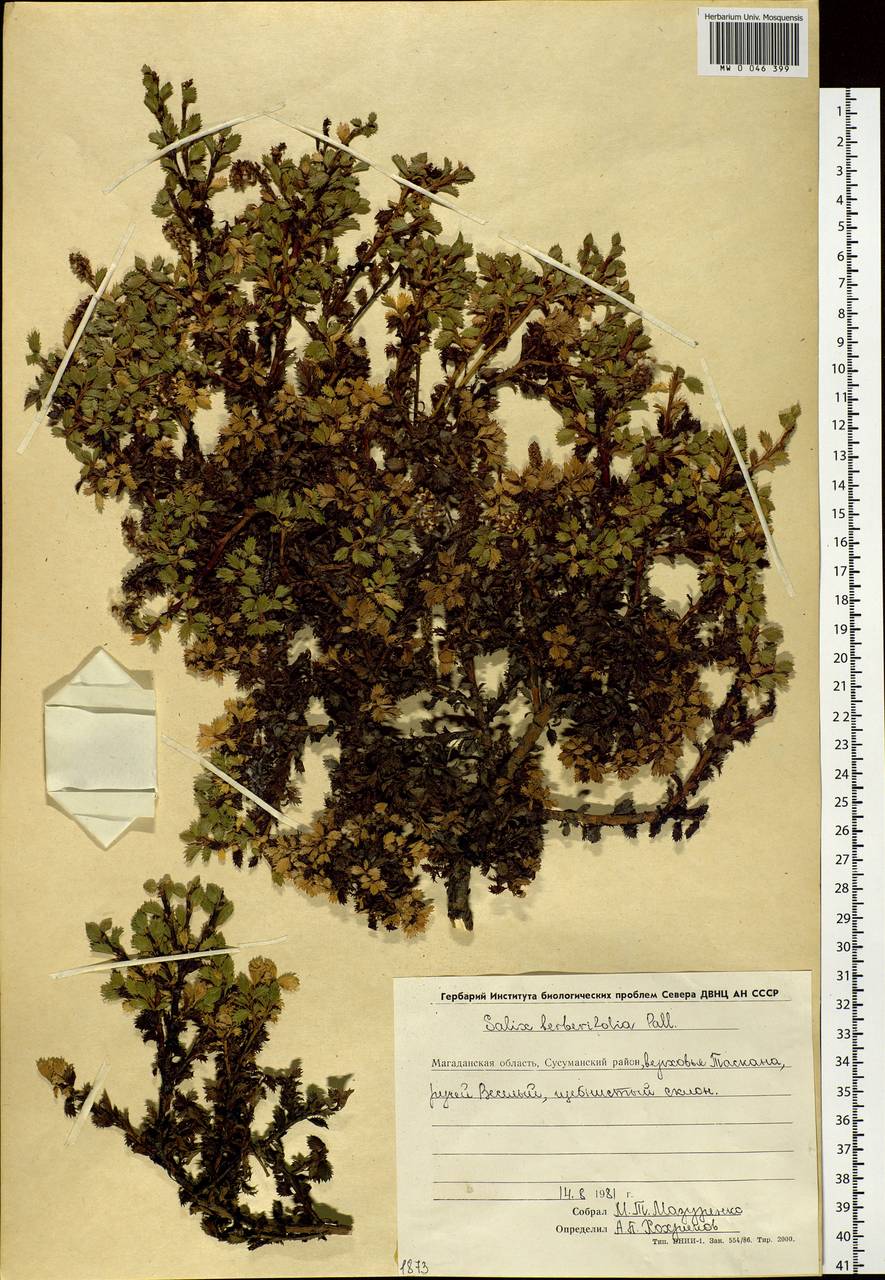 Salix berberifolia Pall., Siberia, Chukotka & Kamchatka (S7) (Russia)