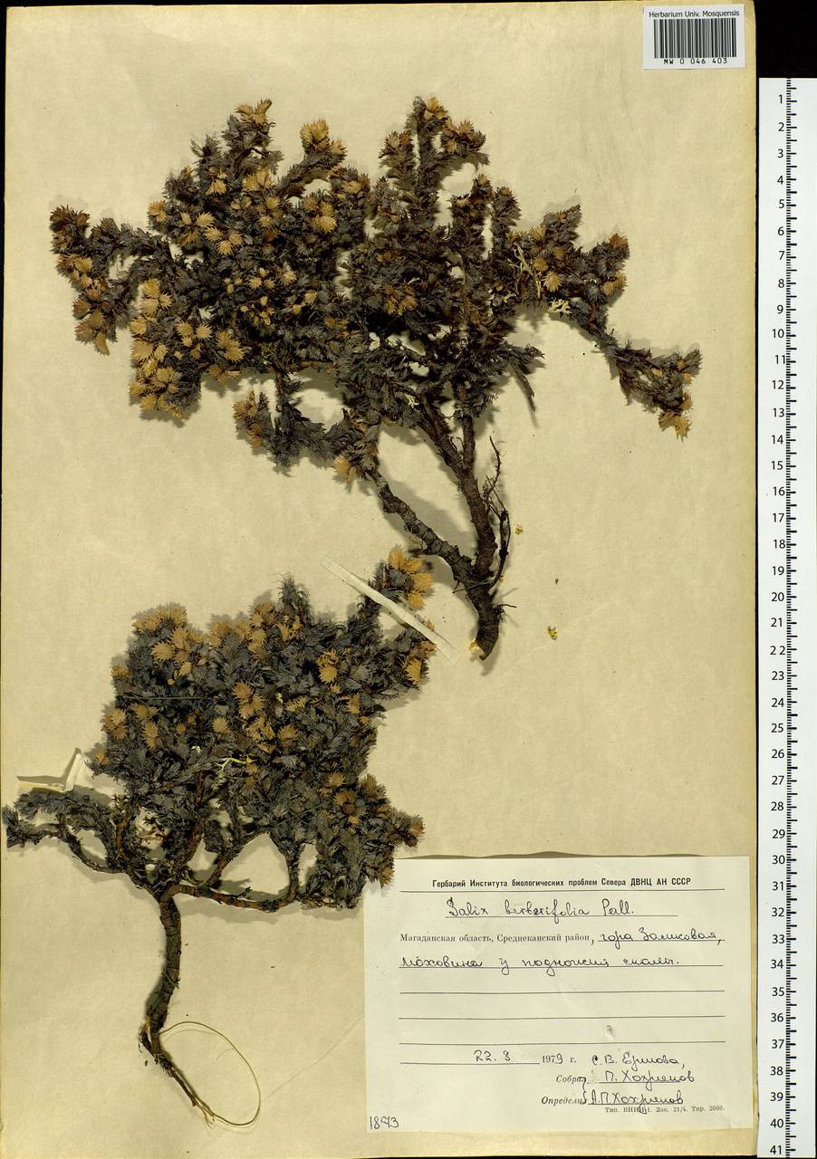 Salix berberifolia Pall., Siberia, Chukotka & Kamchatka (S7) (Russia)