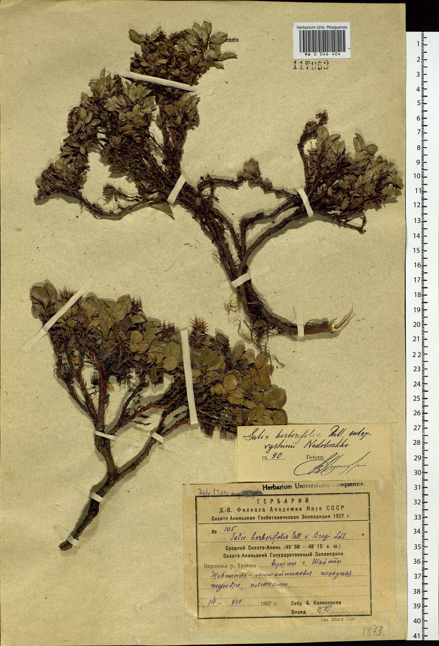 Salix berberifolia Pall., Siberia, Russian Far East (S6) (Russia)