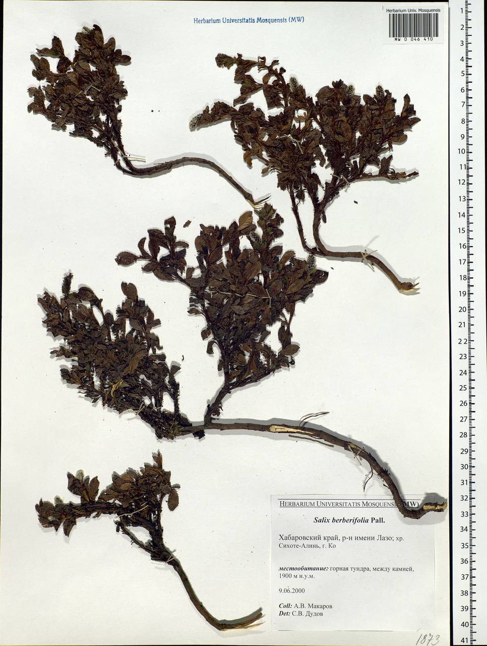 Salix berberifolia Pall., Siberia, Russian Far East (S6) (Russia)