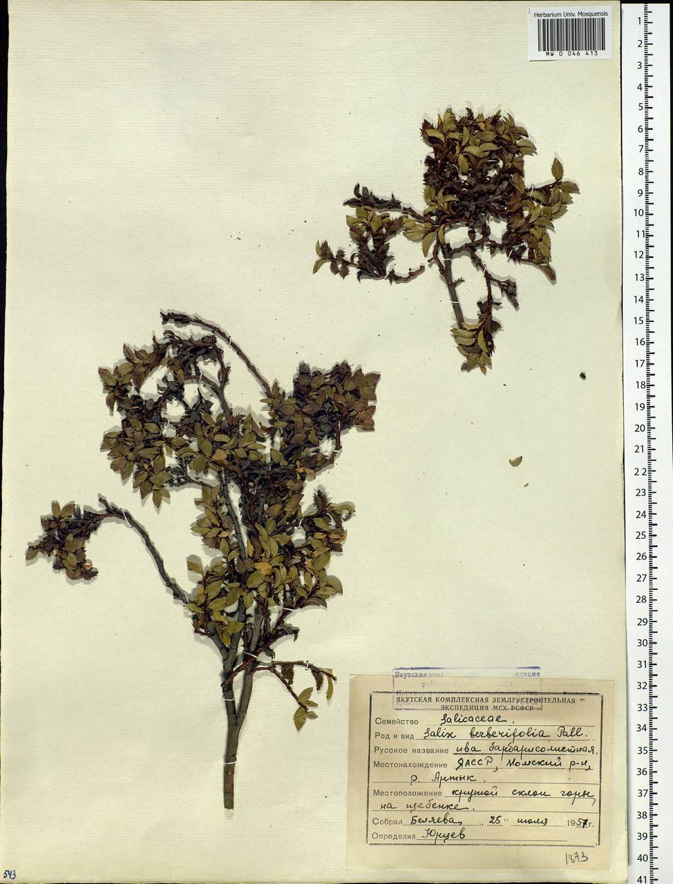 Salix berberifolia, Siberia, Yakutia (S5) (Russia)