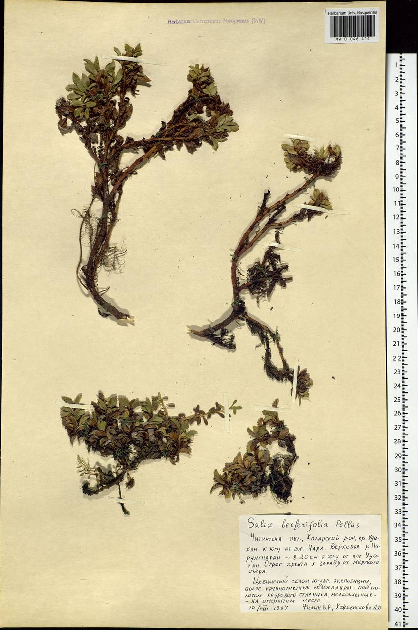 Salix berberifolia, Siberia, Baikal & Transbaikal region (S4) (Russia)