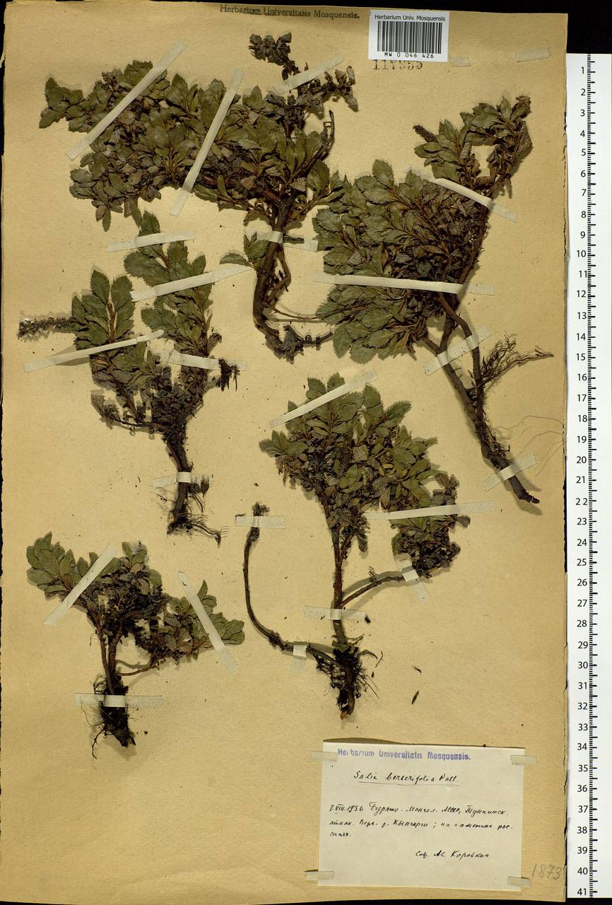 Salix berberifolia Pall., Siberia, Baikal & Transbaikal region (S4) (Russia)