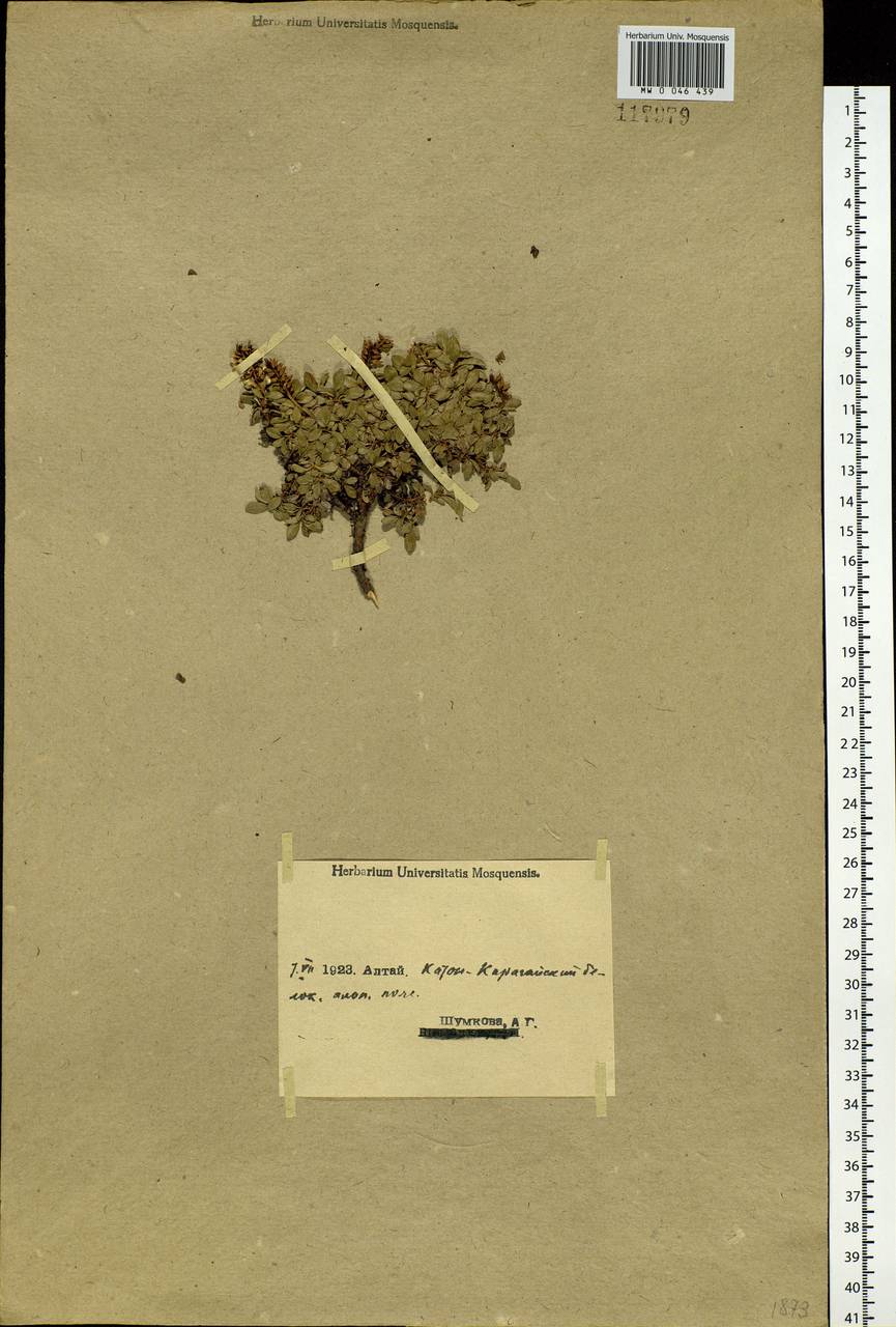 Salix berberifolia Pall., Siberia, Western (Kazakhstan) Altai Mountains (S2a) (Kazakhstan)