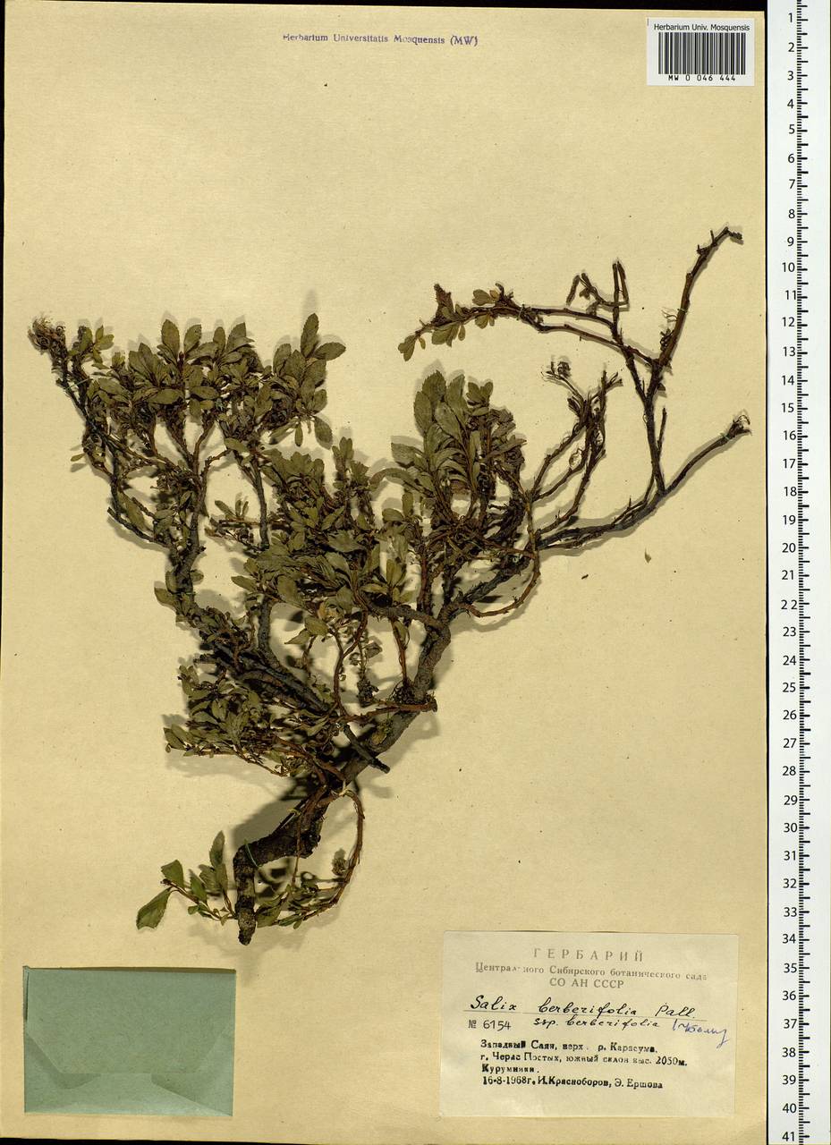 Salix berberifolia, Siberia, Altai & Sayany Mountains (S2) (Russia)