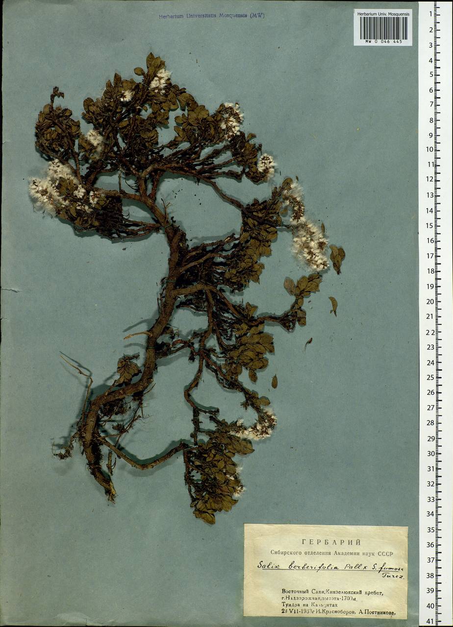 Salix berberifolia Pall., Siberia, Altai & Sayany Mountains (S2) (Russia)