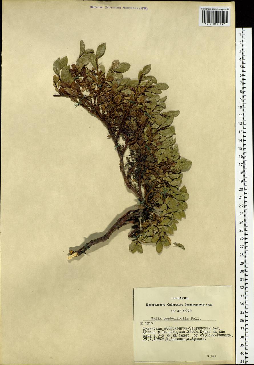 Salix berberifolia, Siberia, Altai & Sayany Mountains (S2) (Russia)