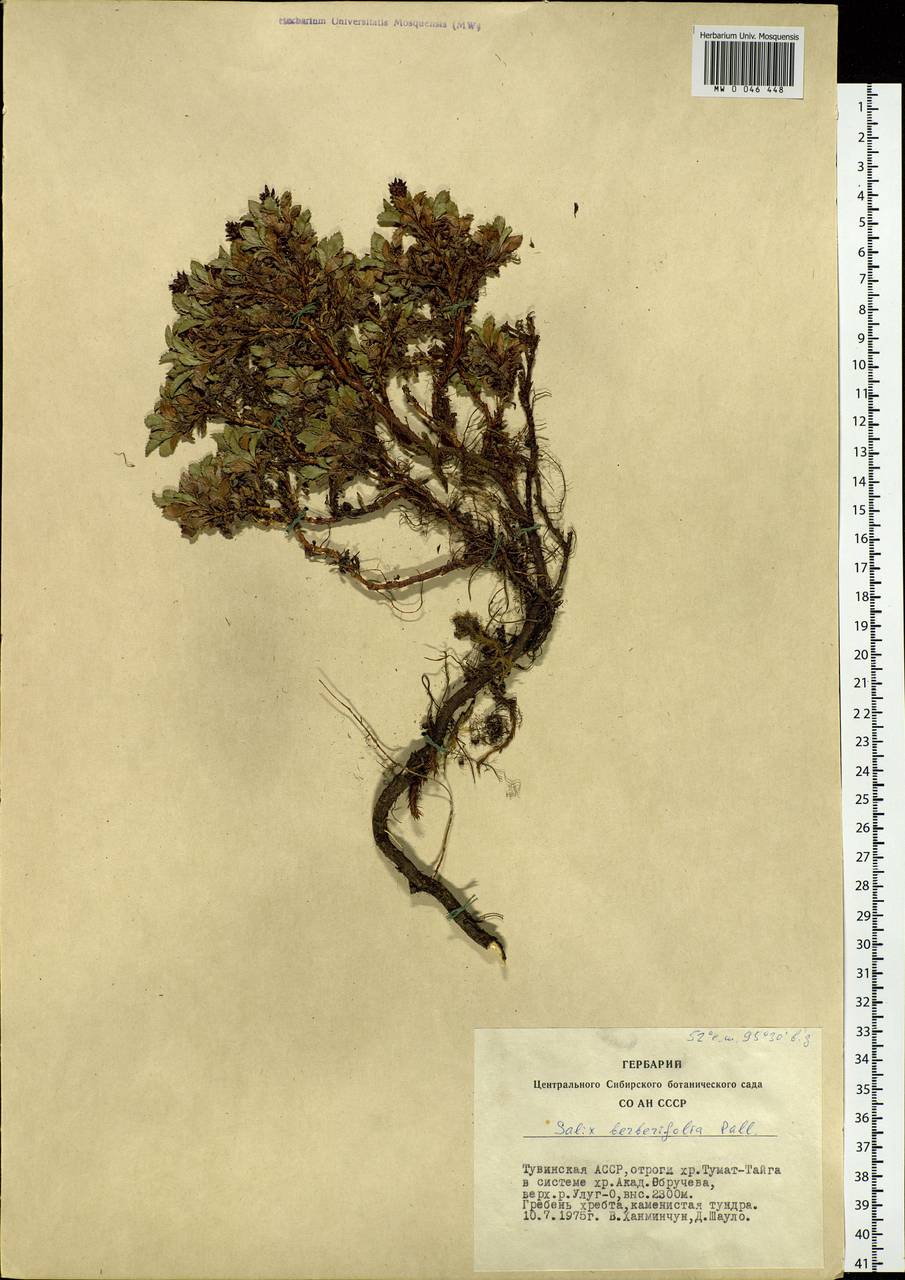 Salix berberifolia, Siberia, Altai & Sayany Mountains (S2) (Russia)