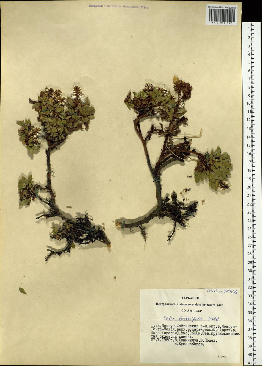 Salix berberifolia, Siberia, Altai & Sayany Mountains (S2) (Russia)