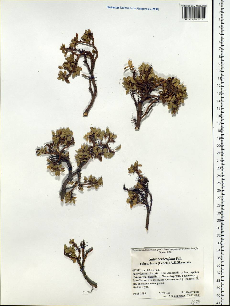 Salix berberifolia Pall., Siberia, Altai & Sayany Mountains (S2) (Russia)