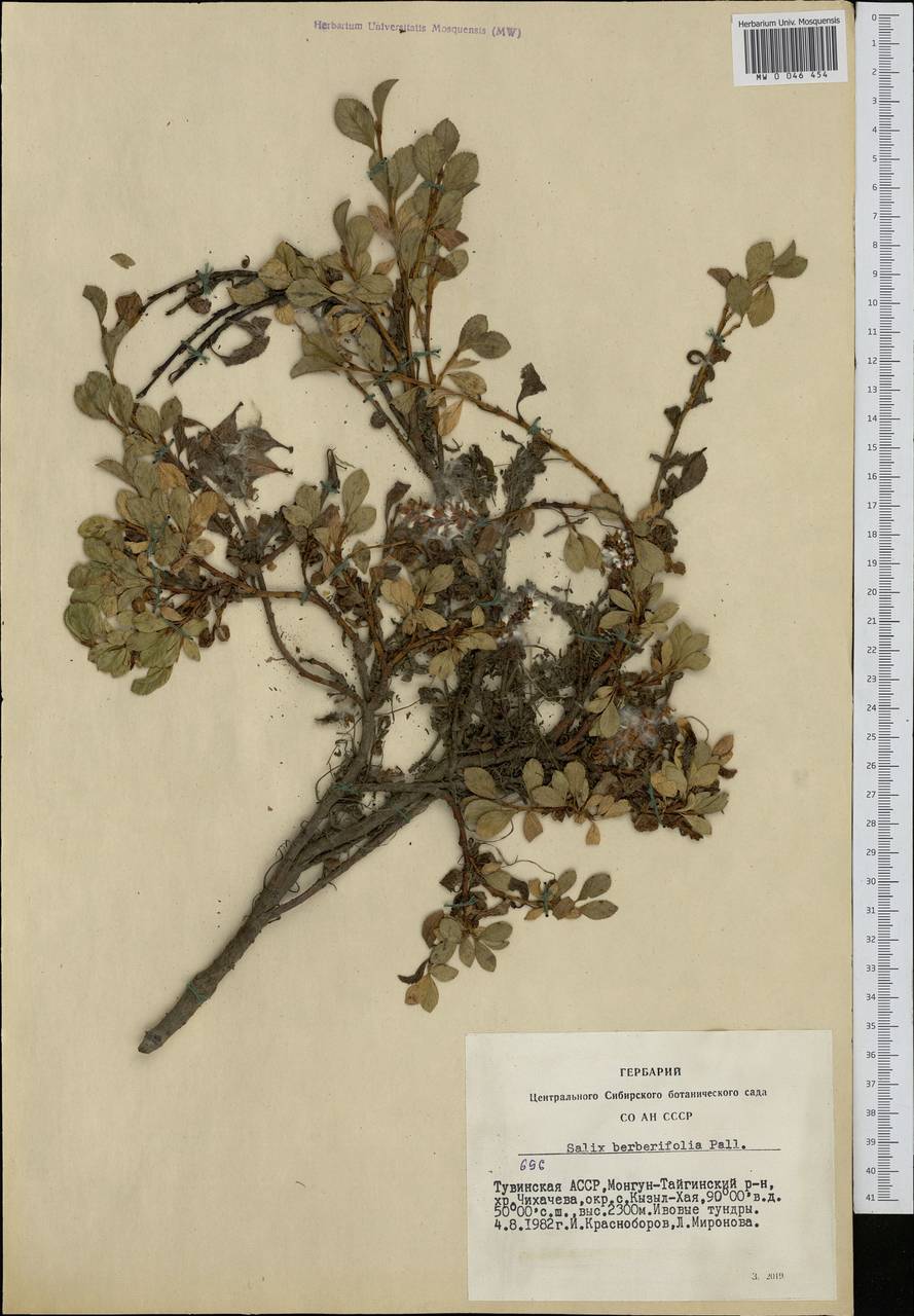 Salix berberifolia, Siberia, Altai & Sayany Mountains (S2) (Russia)