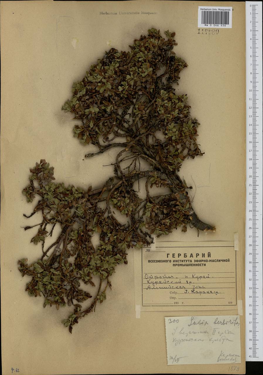 Salix berberifolia, Siberia, Altai & Sayany Mountains (S2) (Russia)