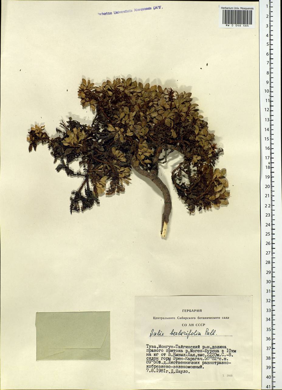 Salix berberifolia, Siberia, Altai & Sayany Mountains (S2) (Russia)
