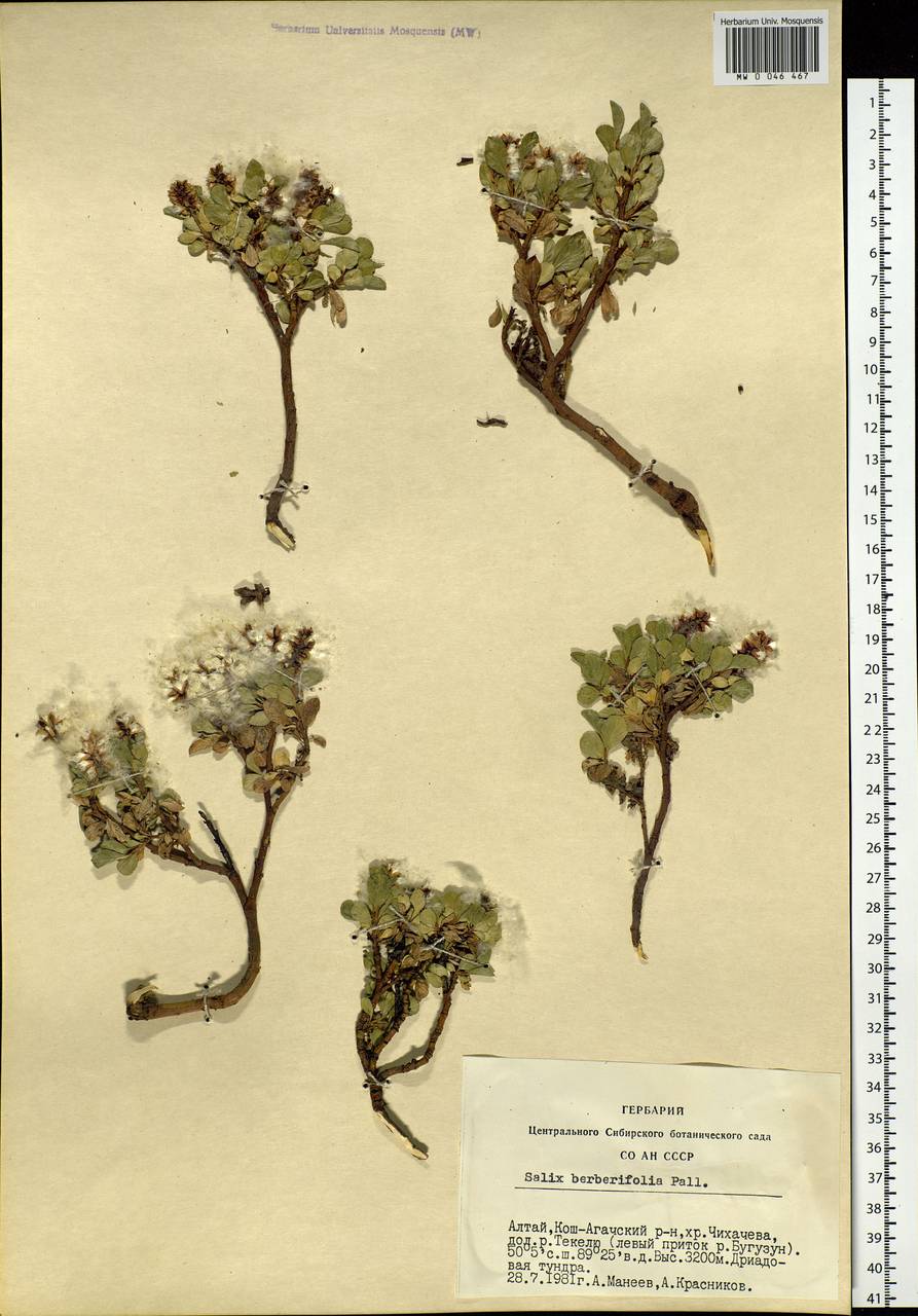 Salix berberifolia, Siberia, Altai & Sayany Mountains (S2) (Russia)