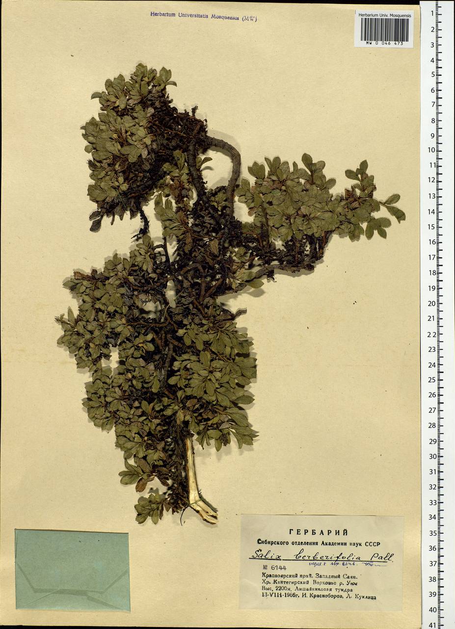 Salix berberifolia, Siberia, Altai & Sayany Mountains (S2) (Russia)