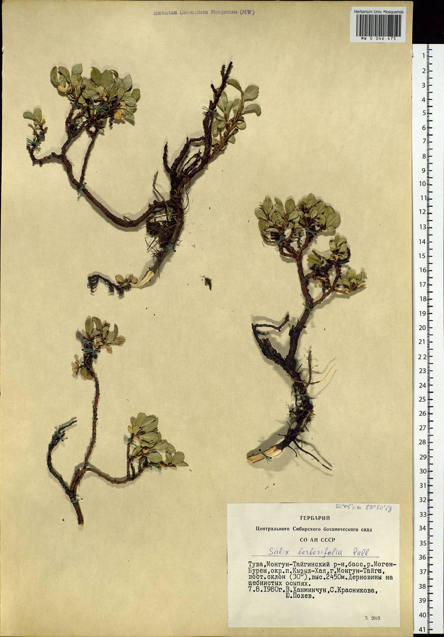 Salix berberifolia Pall., Siberia, Altai & Sayany Mountains (S2) (Russia)