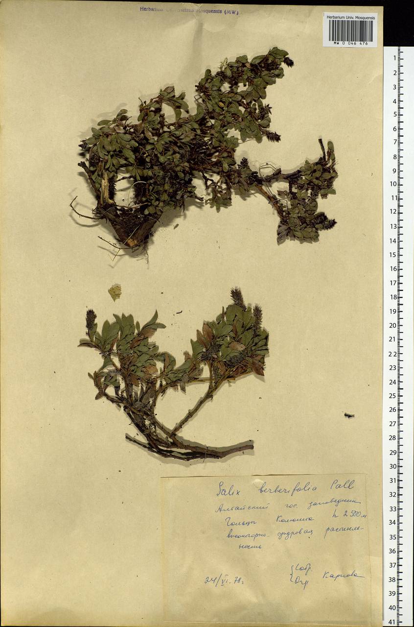 Salix berberifolia, Siberia, Altai & Sayany Mountains (S2) (Russia)