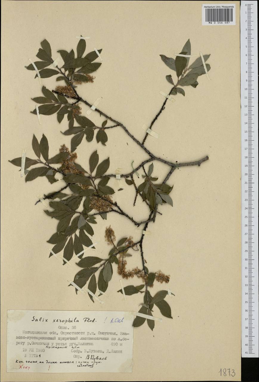 Salix bebbiana Sarg., Siberia, Chukotka & Kamchatka (S7) (Russia)