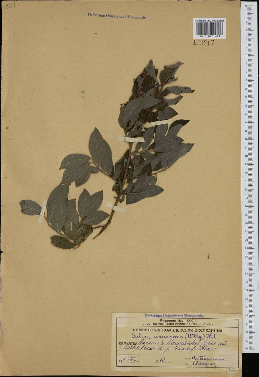 Salix bebbiana Sarg., Siberia, Chukotka & Kamchatka (S7) (Russia)