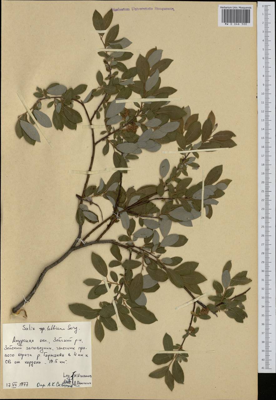 Salix bebbiana Sarg., Siberia, Russian Far East (S6) (Russia)