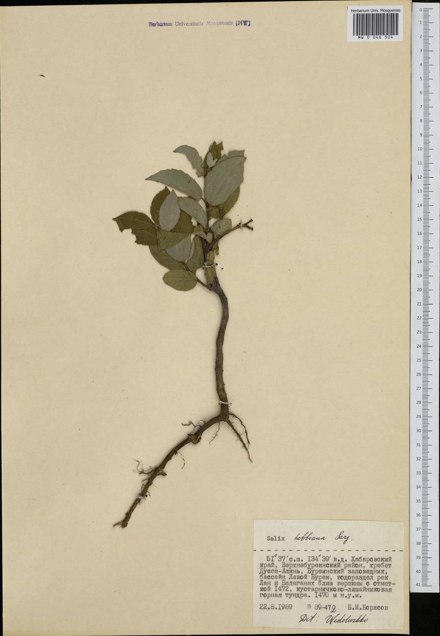 Salix bebbiana Sarg., Siberia, Russian Far East (S6) (Russia)