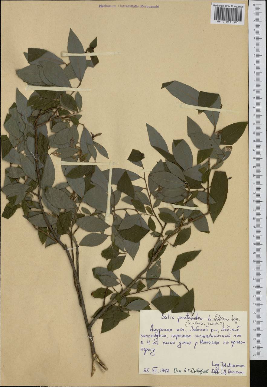 Salix bebbiana Sarg., Siberia, Russian Far East (S6) (Russia)