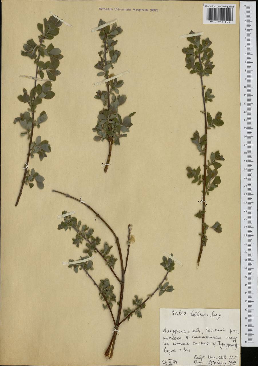 Salix bebbiana Sarg., Siberia, Russian Far East (S6) (Russia)