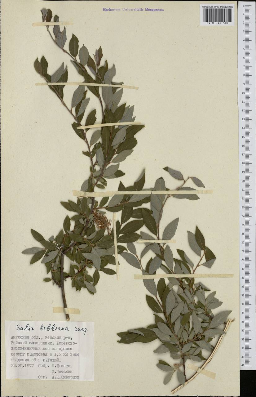 Salix bebbiana Sarg., Siberia, Russian Far East (S6) (Russia)