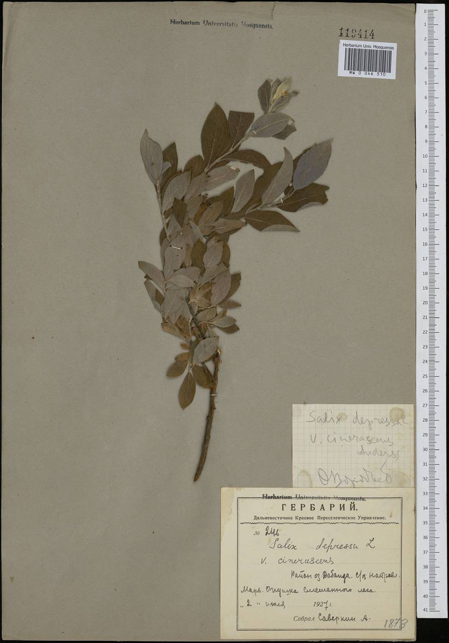 Salix bebbiana Sarg., Siberia, Russian Far East (S6) (Russia)