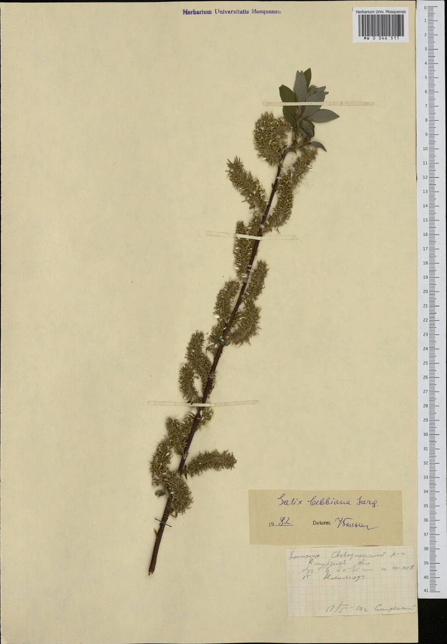 Salix bebbiana Sarg., Siberia, Russian Far East (S6) (Russia)