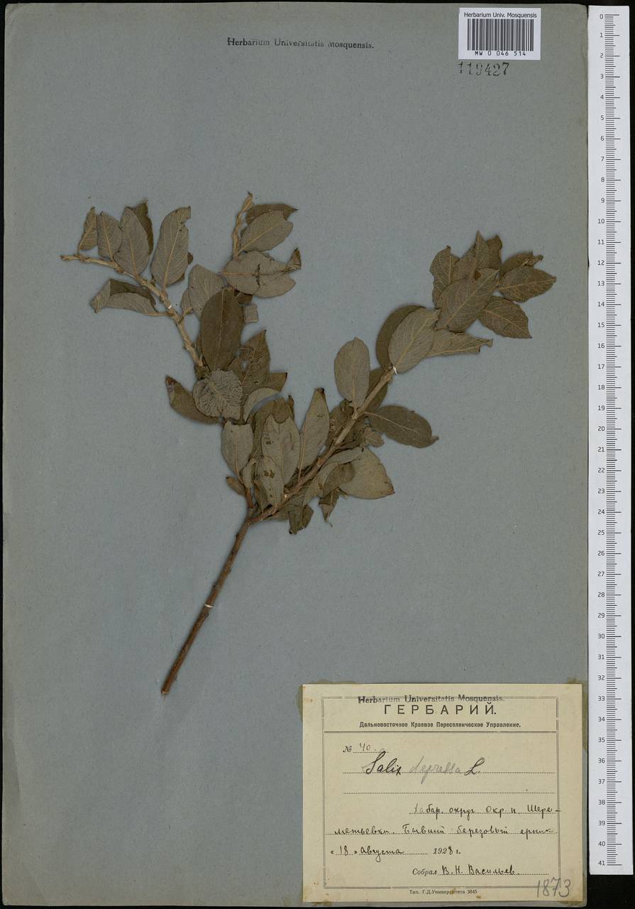 Salix bebbiana Sarg., Siberia, Russian Far East (S6) (Russia)