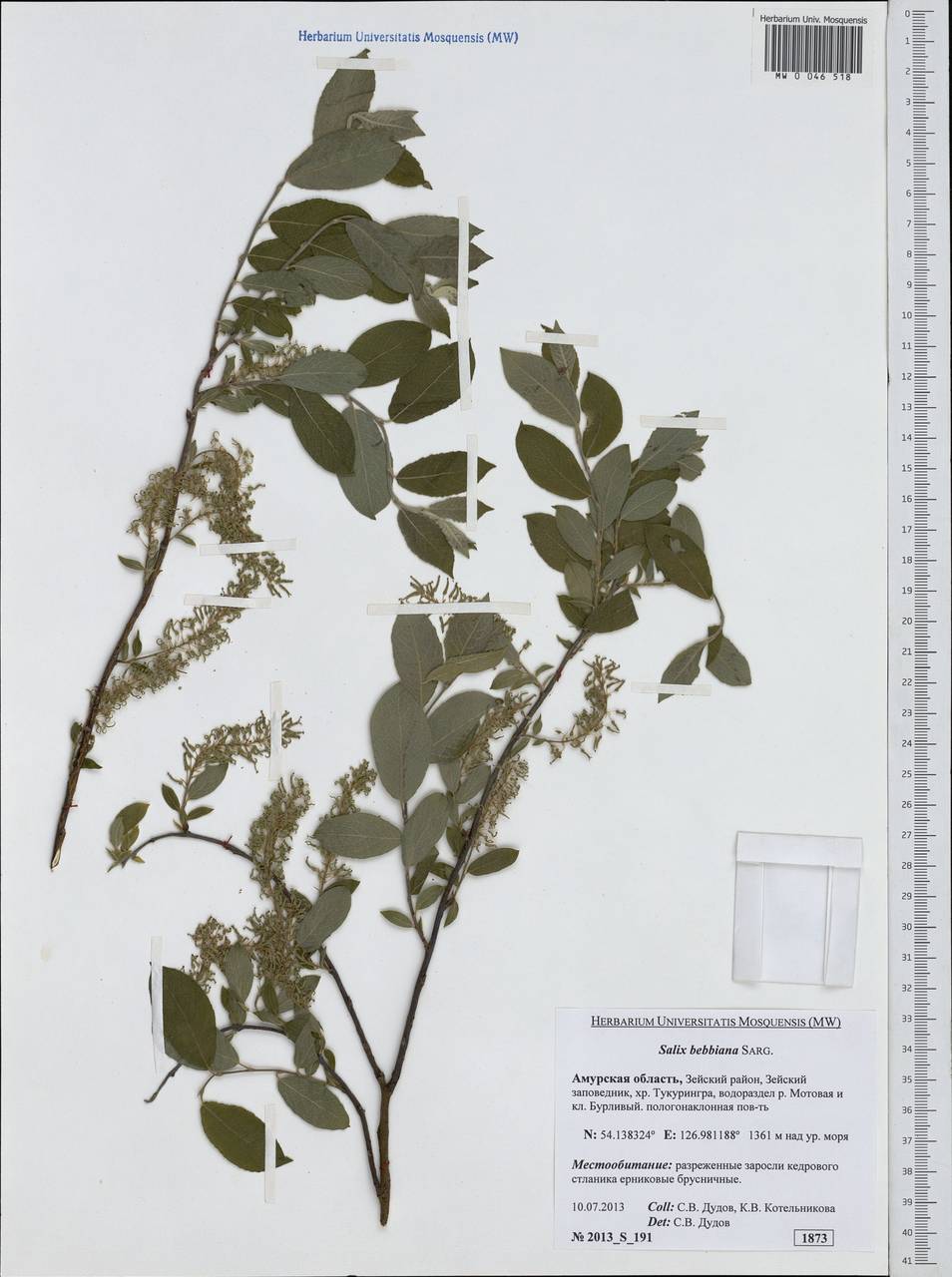 Salix bebbiana Sarg., Siberia, Russian Far East (S6) (Russia)