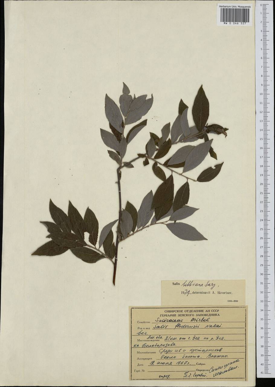 Salix bebbiana Sarg., Siberia, Russian Far East (S6) (Russia)