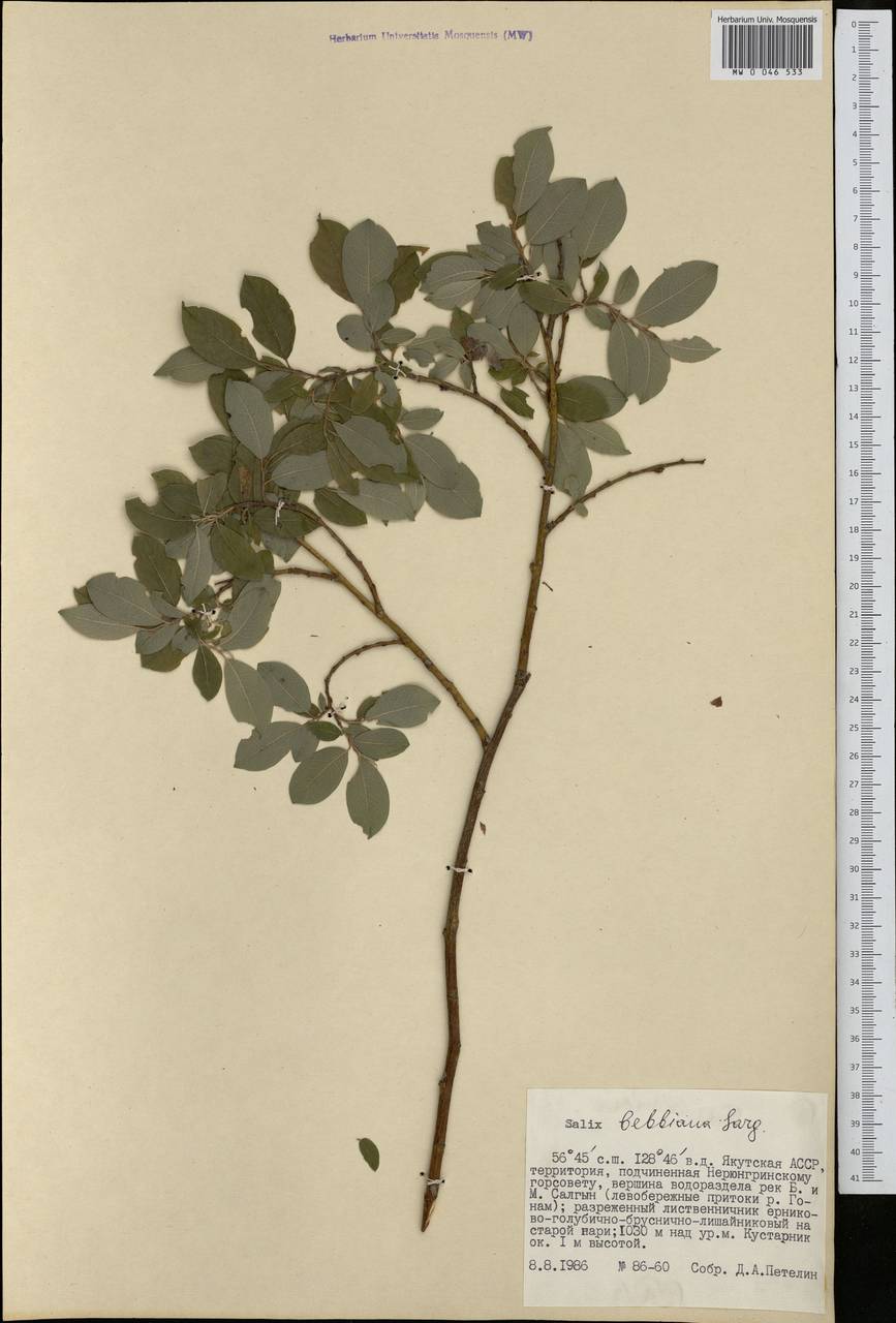 Salix bebbiana Sarg., Siberia, Yakutia (S5) (Russia)
