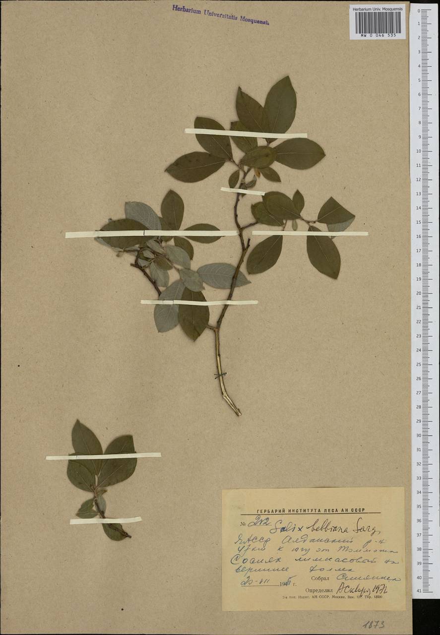 Salix bebbiana Sarg., Siberia, Yakutia (S5) (Russia)